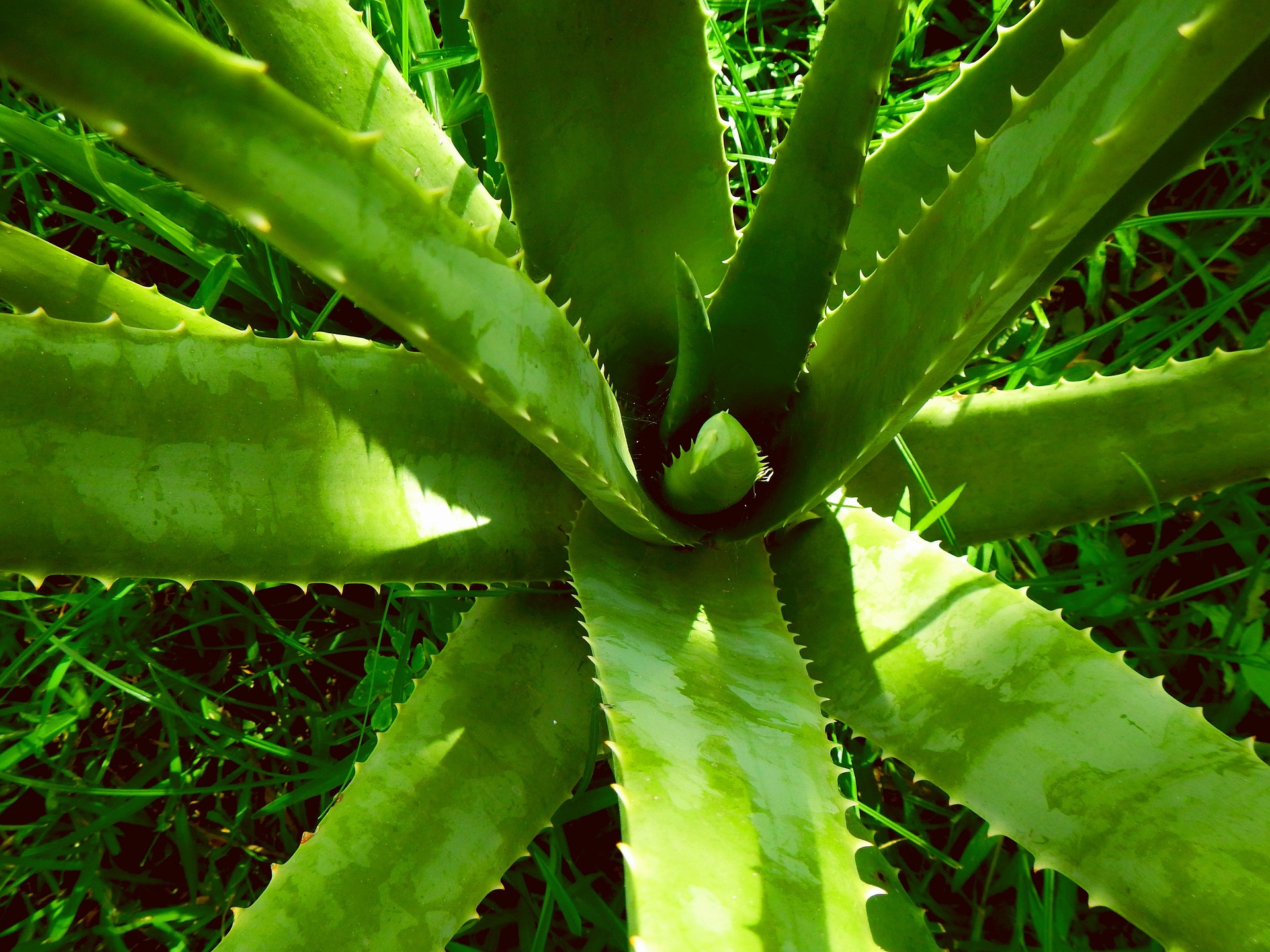 Aloe Vera Scarlett Krause